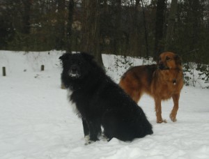 SnowPuppies